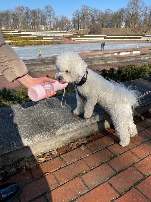Gourde de voyage 2-en-1 pour chien, eau et croquettes